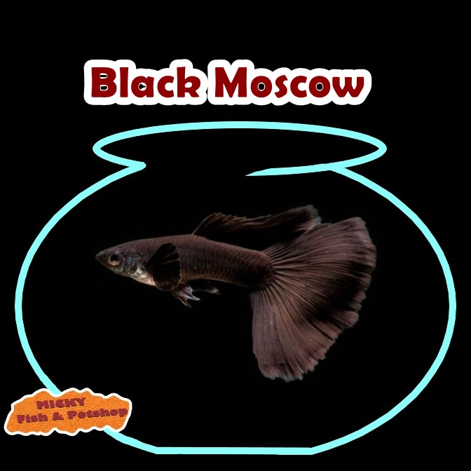 Guppy Black Moscow Grade A Ekor Lebar Big Dorsal Jantan INDUKAN