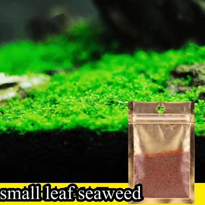 Bibit Tanaman Karpet Small Leaf Seaweed Aquascape Aquarium Kesayangan