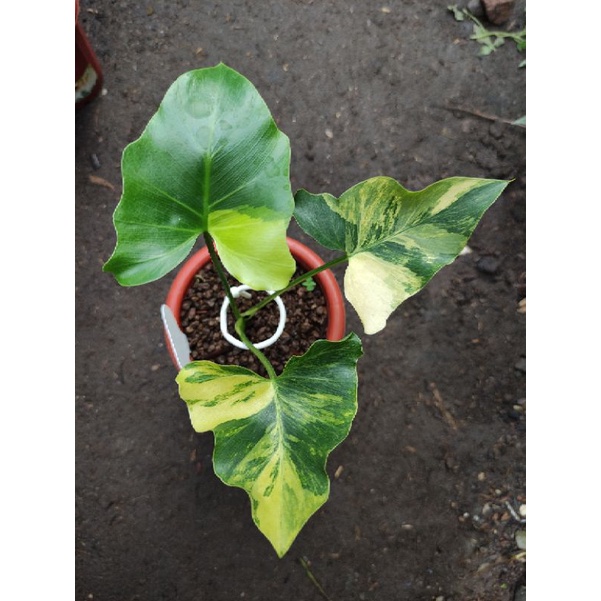 Thaumatophyllum Angela Variegata Real Pict