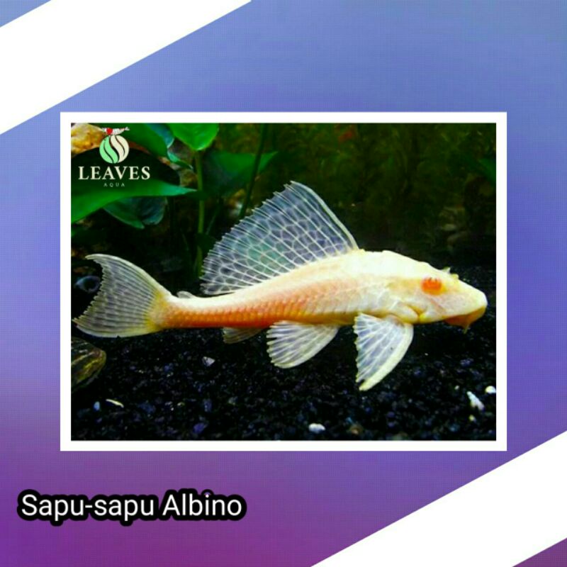 Jual Sapu Sapu Albino Ikan Hias Pembersih Aquascape Shopee Indonesia