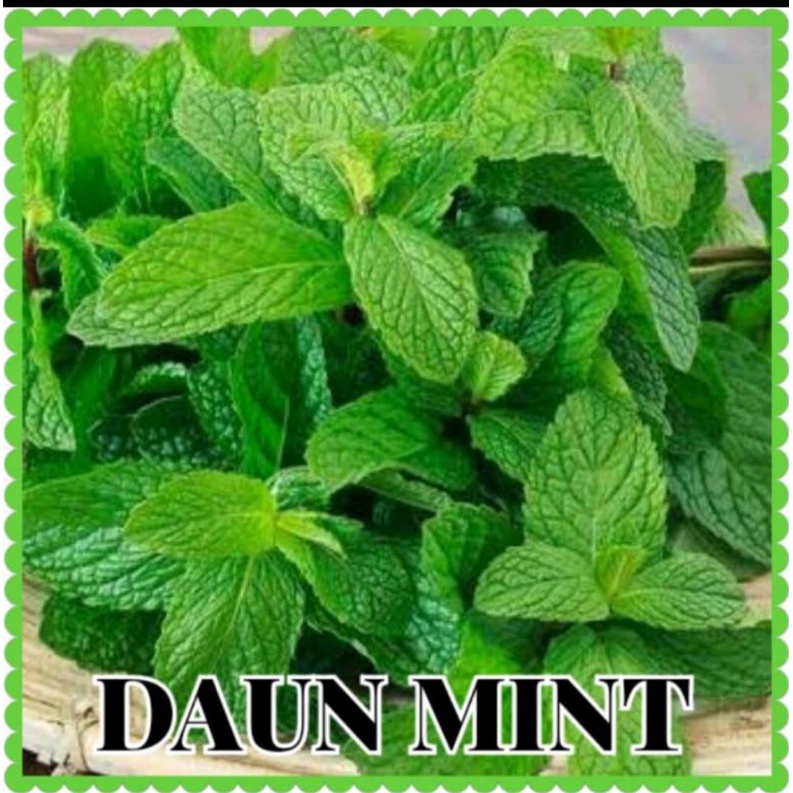 benih bibit herbal daun mint