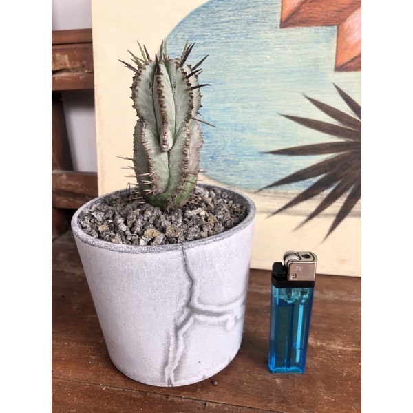 euphorbia horrida Snow flake cactus kaktus