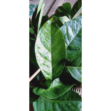 

daun salam segar/ daun / daun bumbu / bumbu/ harga per lembar