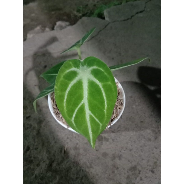 Anthurium Forgetii hybrid + atabapoense