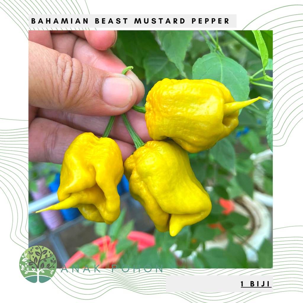 Benih Bibit Biji - Cabai Bahamian Beast Mustard Pepper Cabe Super Pedas Seeds