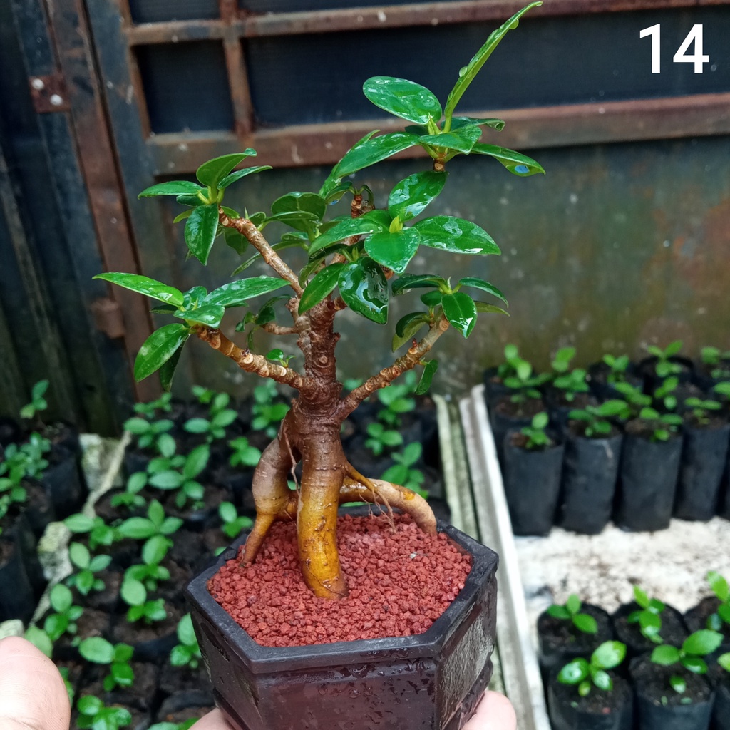 Mame Beringin Dolar / Beringin Korea Model #14, Bonsai Mame Shito Dari semai Biji