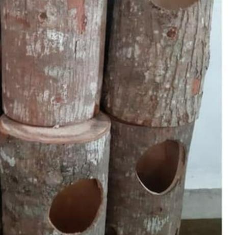 glodok murai/glodokan murai/glodokan kandang murai/ternak murai