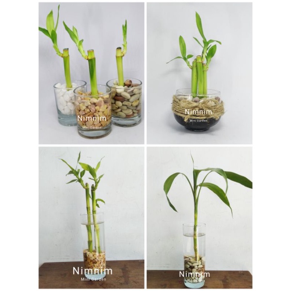 Paket tanaman hias bambu hoki lucky bamboo tanaman air dekorasi aestentic
