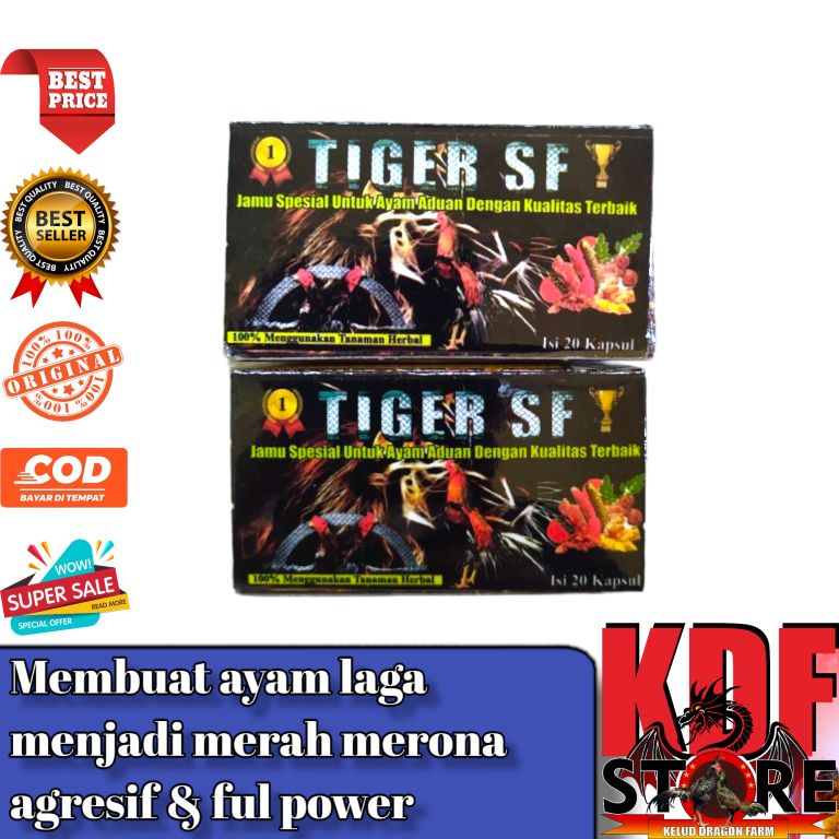 TIGER SF -  ayam laga menjadi merah membara dan agresif tinggi
