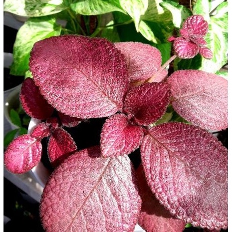episcia import pink flaminggo / episcia daun pink / episcia flaminggo