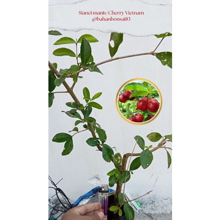 sianci manis (Cherry Vietnam)