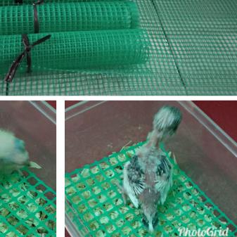 Alas lolohan lovebird