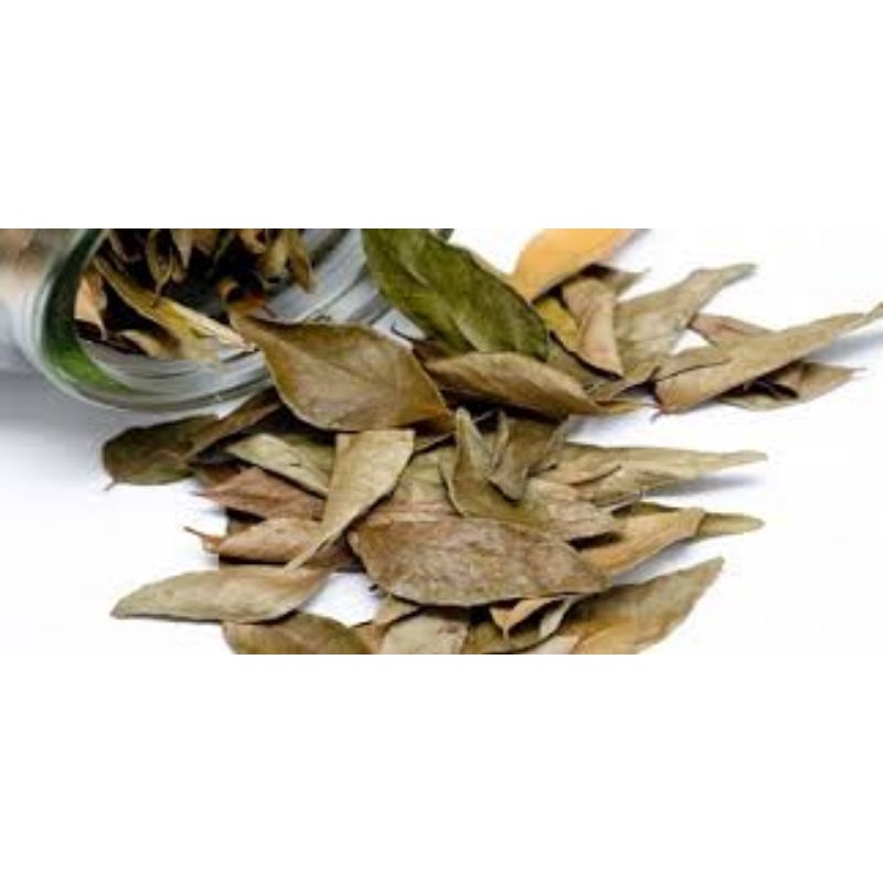

Daun Salam Kering / Daun Salam Fresh /Bay Leaf