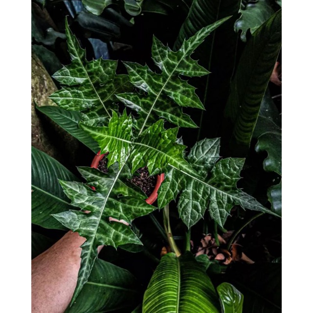 Tanaman herbal daun Daruju / deruju / tangkur buaya / acanthus montanus