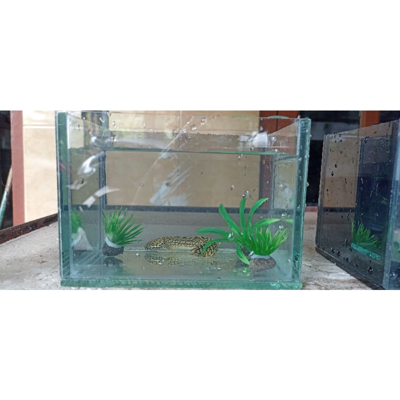 aquarium mini free tanaman hias size 10x15x10 cm akuarium  mini soliter ikan cupang soliter aquarium