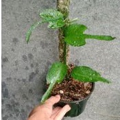 Tanaman hias Skeleton key