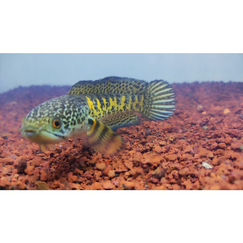 

Auranti 15cm full kuning kualitas kolpri