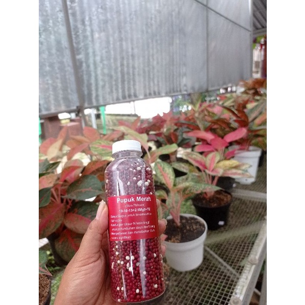 250gr Kemasan Botol Pupuk Dekastar Osmocote Thailand SLOW RELEASE MERAH/Pupuk Merah/Pupuk tanaman hias/SR19-10-13