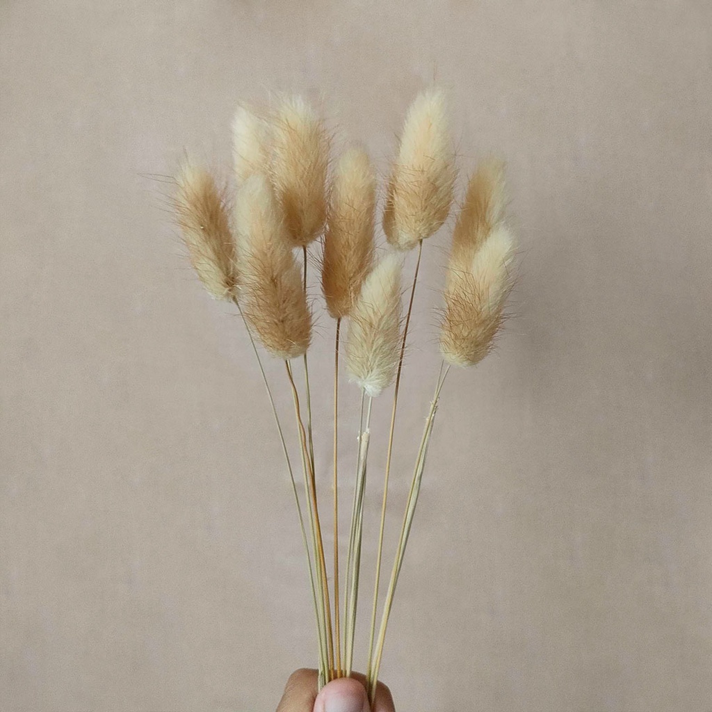 Dried Flower Lagurus/Rabbit Tail Bunga Kering Import Asli Dekorasi Hias Pajangan Buket