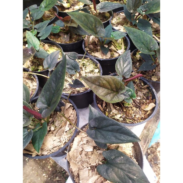 tanaman hias srigading redblack tanaman srigading