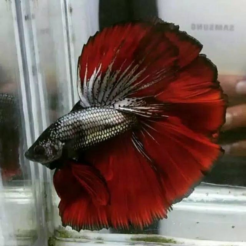

HALFMOON COPPER HM BOGORAN