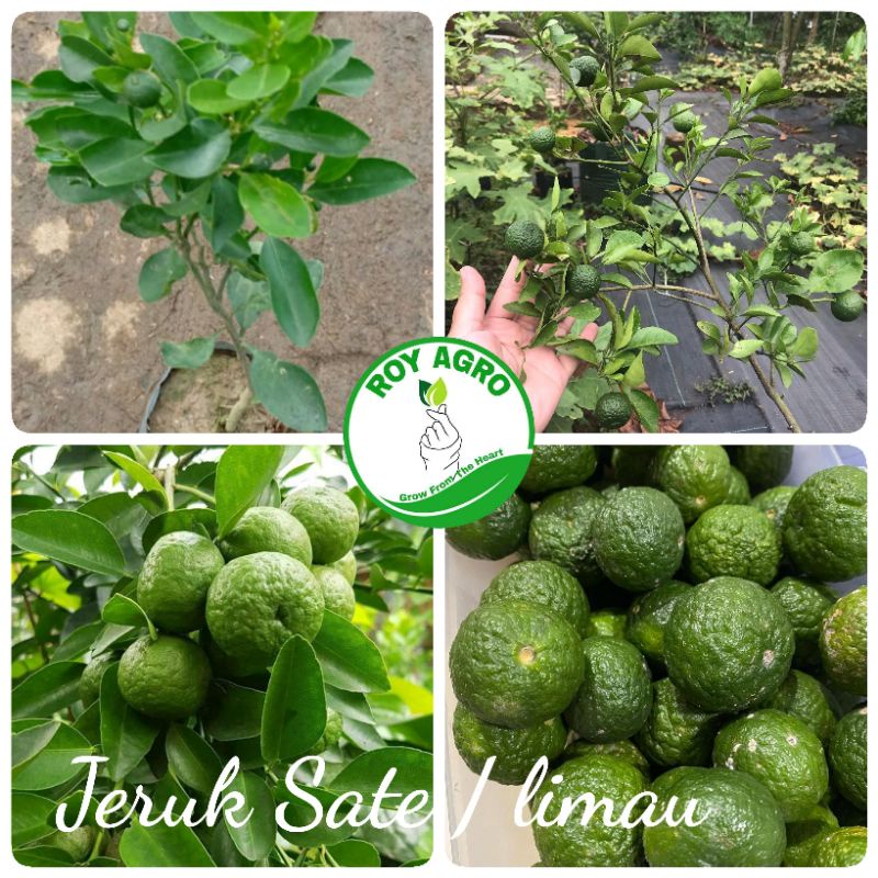 Bibit Jeruk Sate / Limau / Limo jeruk sambal pecel lele sambal pecel ayam jeruk wangi
