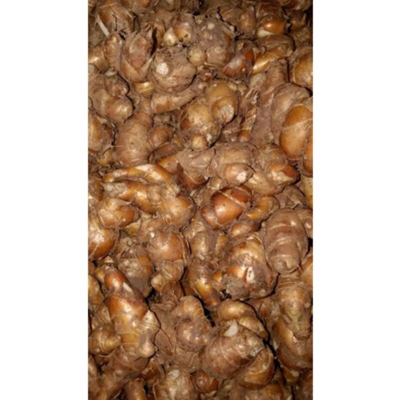 

KENCUR SEGAR FRESH LANGSUNG DARI PETANI