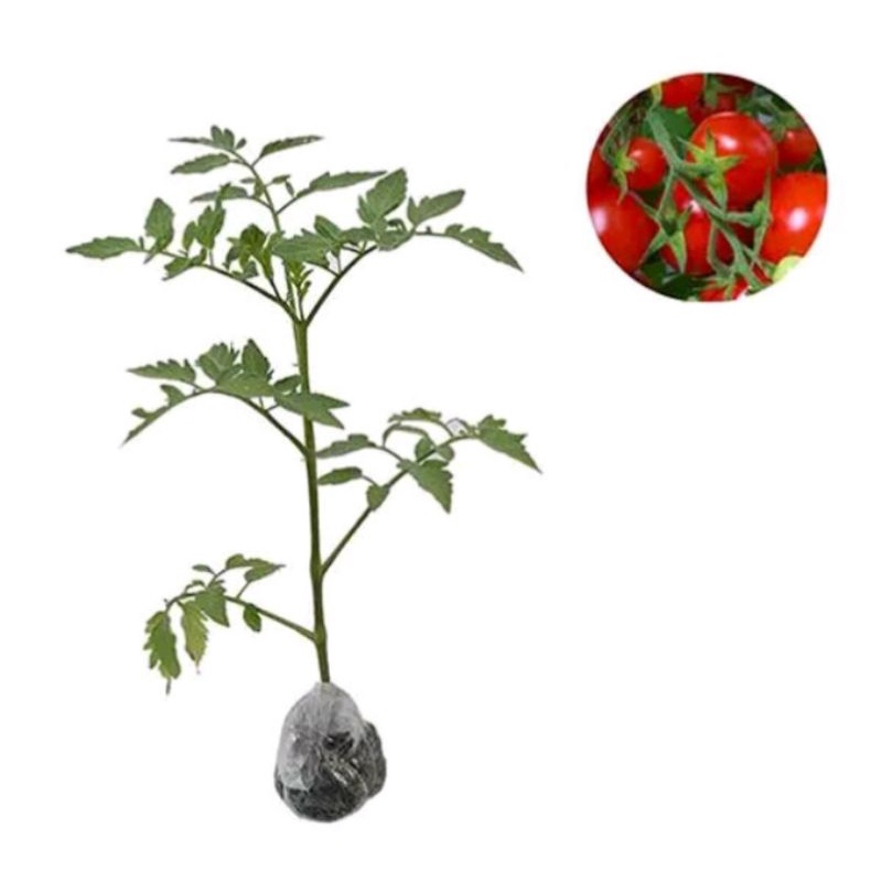 TANAMAN BIBIT BUAH TOMAT F1 ( berbunga / berbuah )