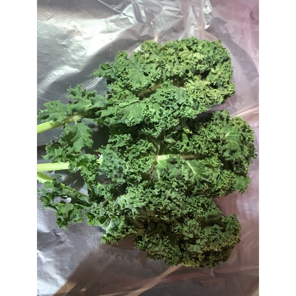 

kale 250gram Rp 10.000