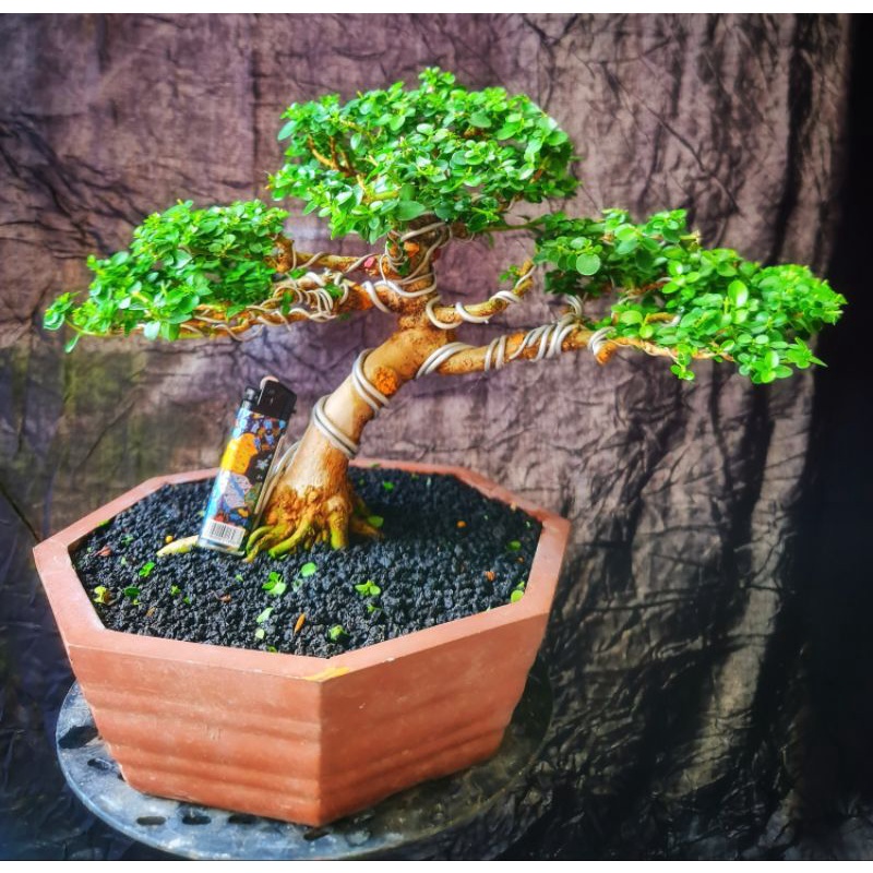 Bonsai Sancang Small siap pajang liukan asik Siap kontes