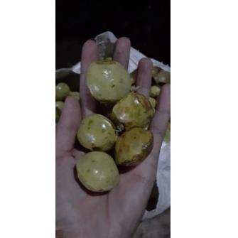 

PALING DICARI jengkol muda / lalap / sayuran 250g ❂ 884