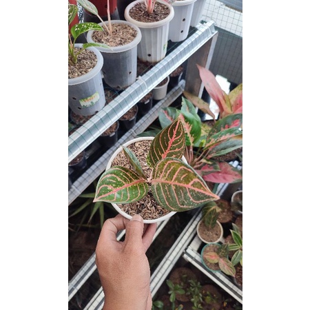 Aglonema Pride of sumatra
