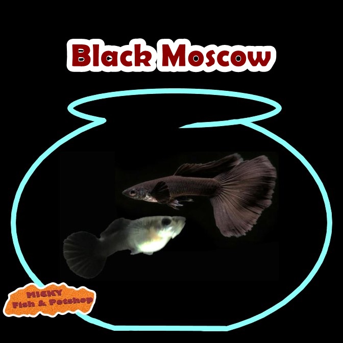 SEPASANG Guppy Black Moscow Grade A Big dorsal INDUKAN