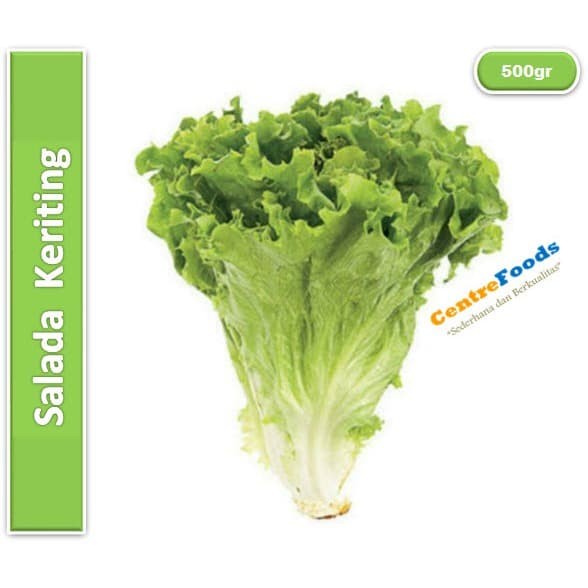 

Salada Keriting Hijau - Selada Lollo Verde | 500gr [ Harga Per 0,5 Kg ]