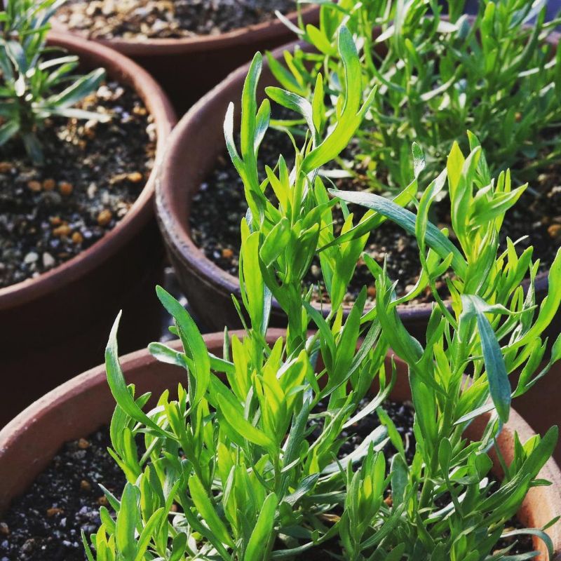 Tanaman herbal tarragon / bumbu masak taragon teragon terragon / paragon estragon / Artemisia dracun
