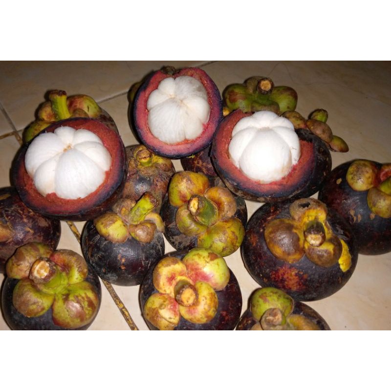 Bibit Manggis super