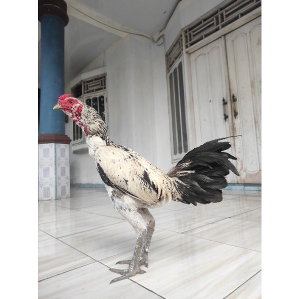Jual Ayam jago Brima Mangon jalak putih siap ternak | Shopee Indonesia