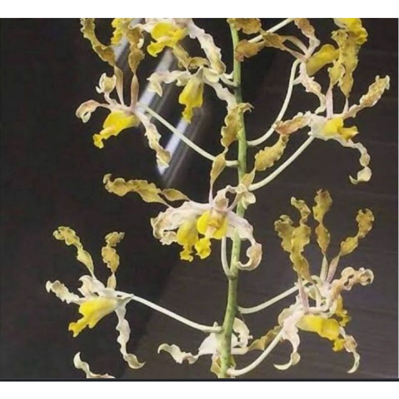 Anggrek Discolor Tanimbar