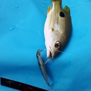 (Flash Sale)HENGJIA 5Pcs 7cm/4.3g Classical Minnow Umpan Pancing Swimbait Fishing Lure Sinking Bass Ikan Kail