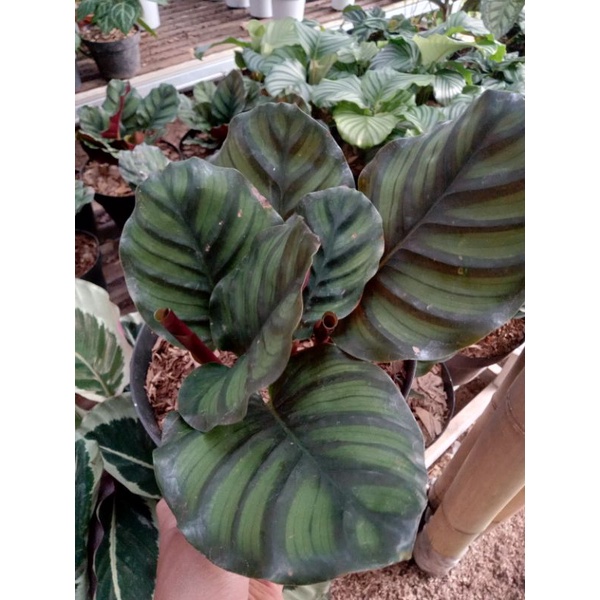 TANAMAN HIAS CALATHEA PICISTA// PACIATA REAL PICT