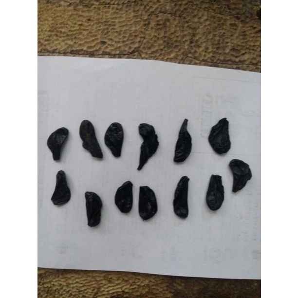 Empedu Bulus Asli Obat Kencing Manis Kulit Gatal Sakit Liver Jantung Kanker Mengobati Asma Menurunka