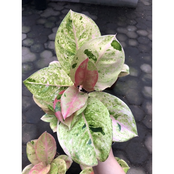 Aglaonema emerald