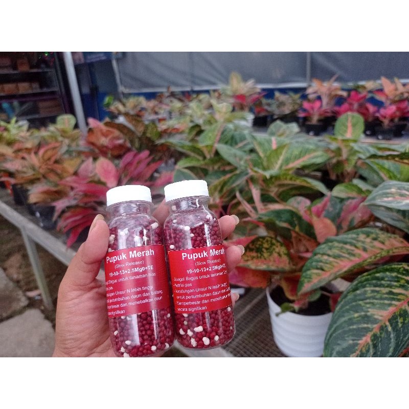 Pupuk Dekastar Osmocote Thailand SLOW RELEASE MERAH/Pupuk Merah/Pupuk tanaman hias/SR19-10-13