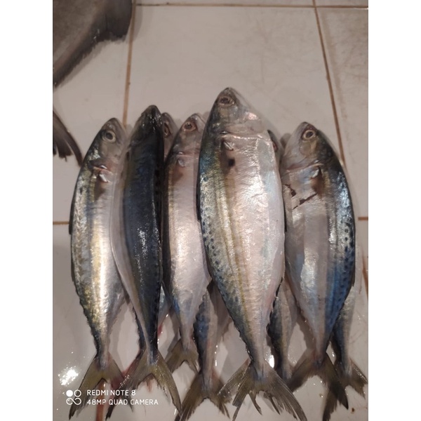 

ikan kembung banjarr( 1kg-isi 7-6-) Rp 55.000