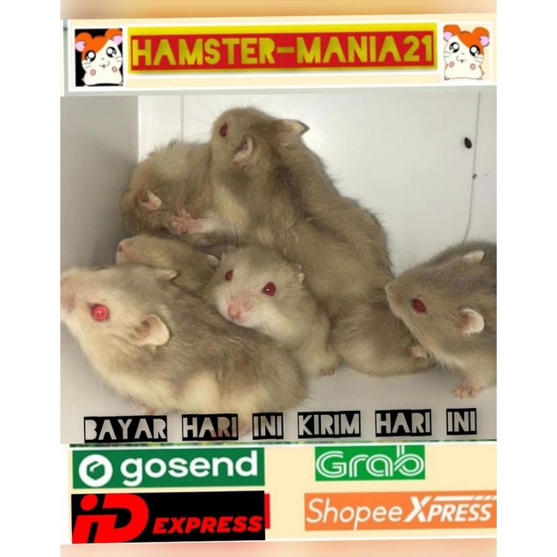 hamster winter argante (kirim pulau jawa)