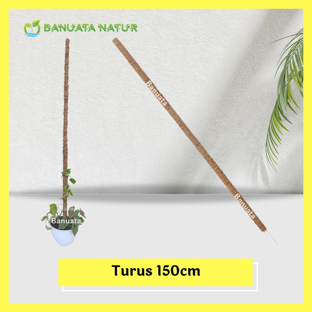 Jual Turus Penyangga Tanaman Rambat Sabut Kelapa 150 Cm Berkualitas Banuata Shopee Indonesia 3257