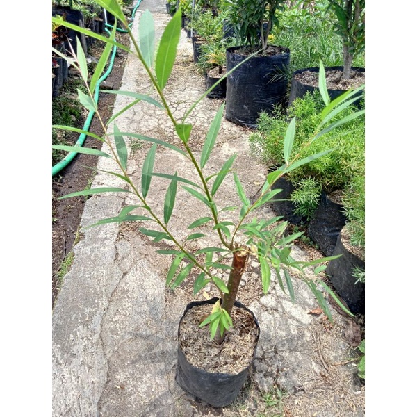 Tanaman pohon liang liyu