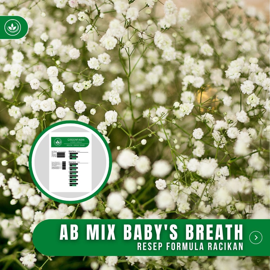 Resep AB Mix Bunga Baby's Breath Formula Racikan Nutrisi Bunga Baby's Breath