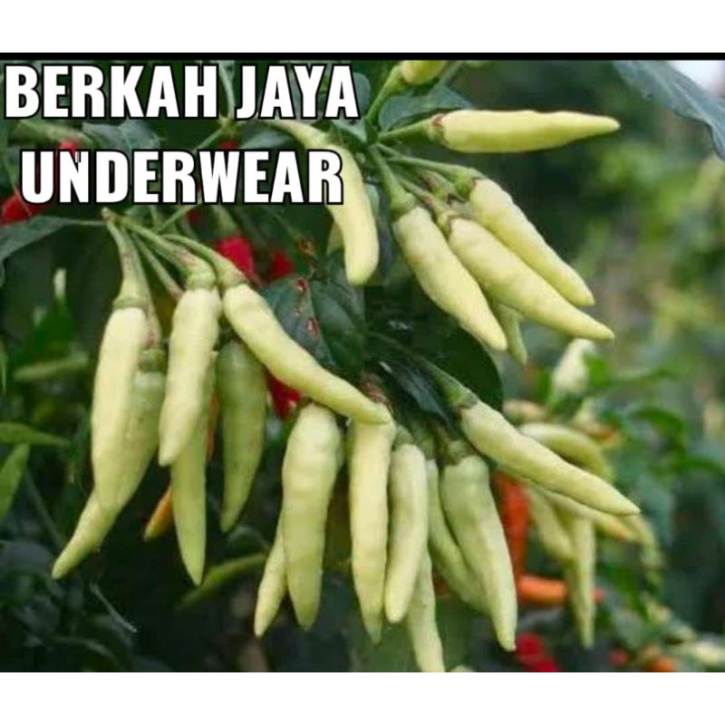 

Rawit putih 1kg