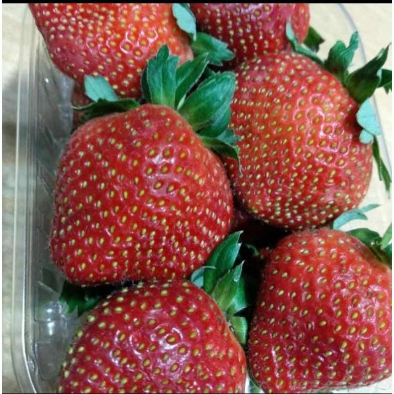 

Strawberry Fresh Grade A - Organik 250gr